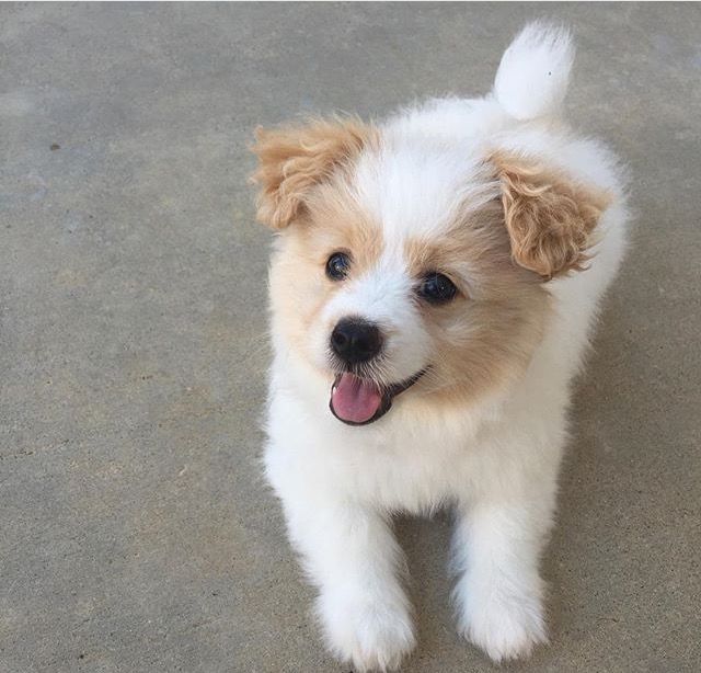 Pomeranian Poodle Mix also known as Pampoo