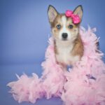 Very cute Pomsky puppy with a pink feather boa and a little pink bow in her hair, standing on a purple background.