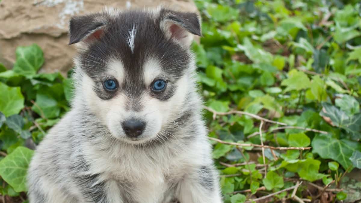 Pomsky also known as the Pomeranian Husky Mix