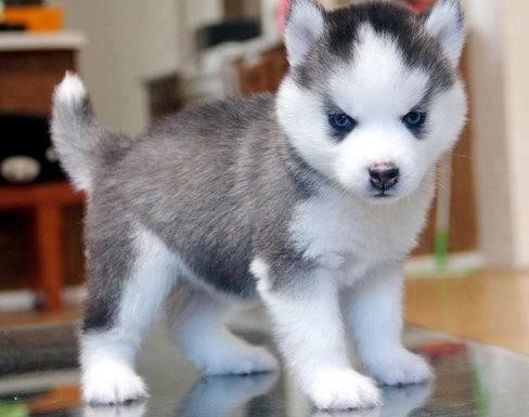 Pomsky