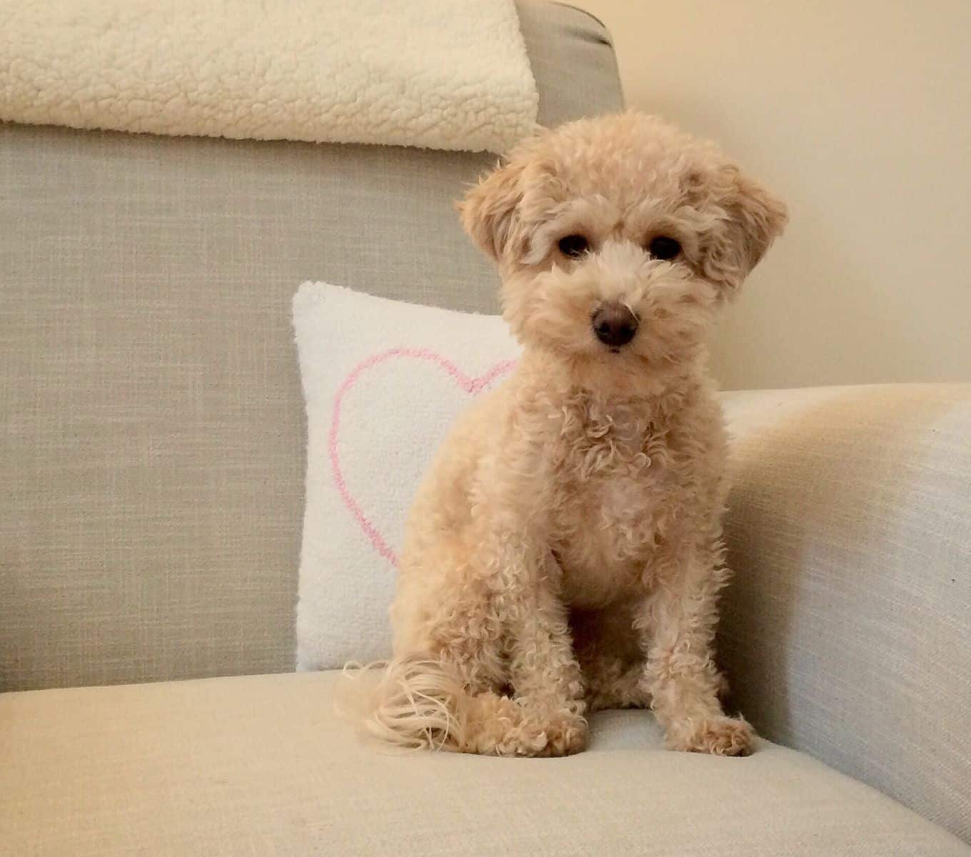 Bichon frise mini poodle mix hotsell