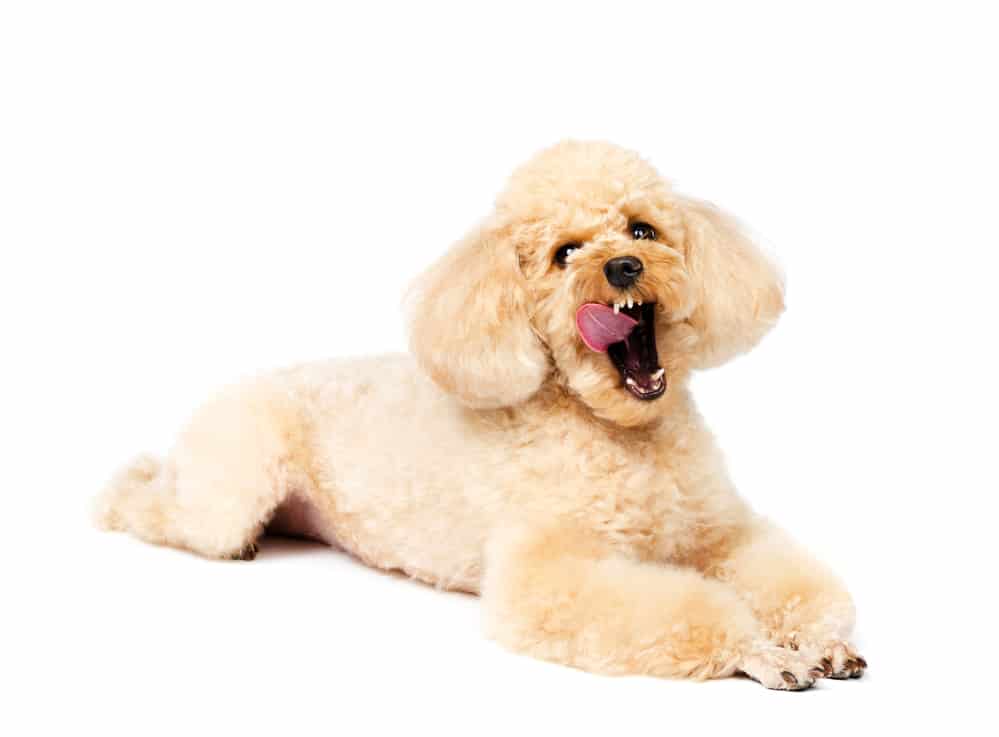 Toy Poodle yawning