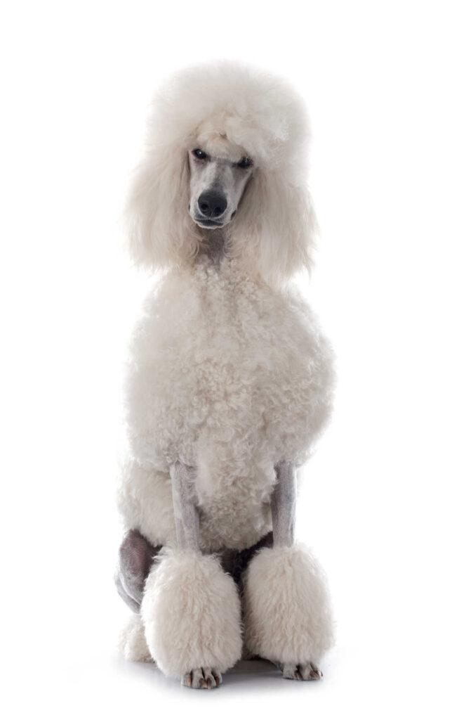 Standard Poodle standing