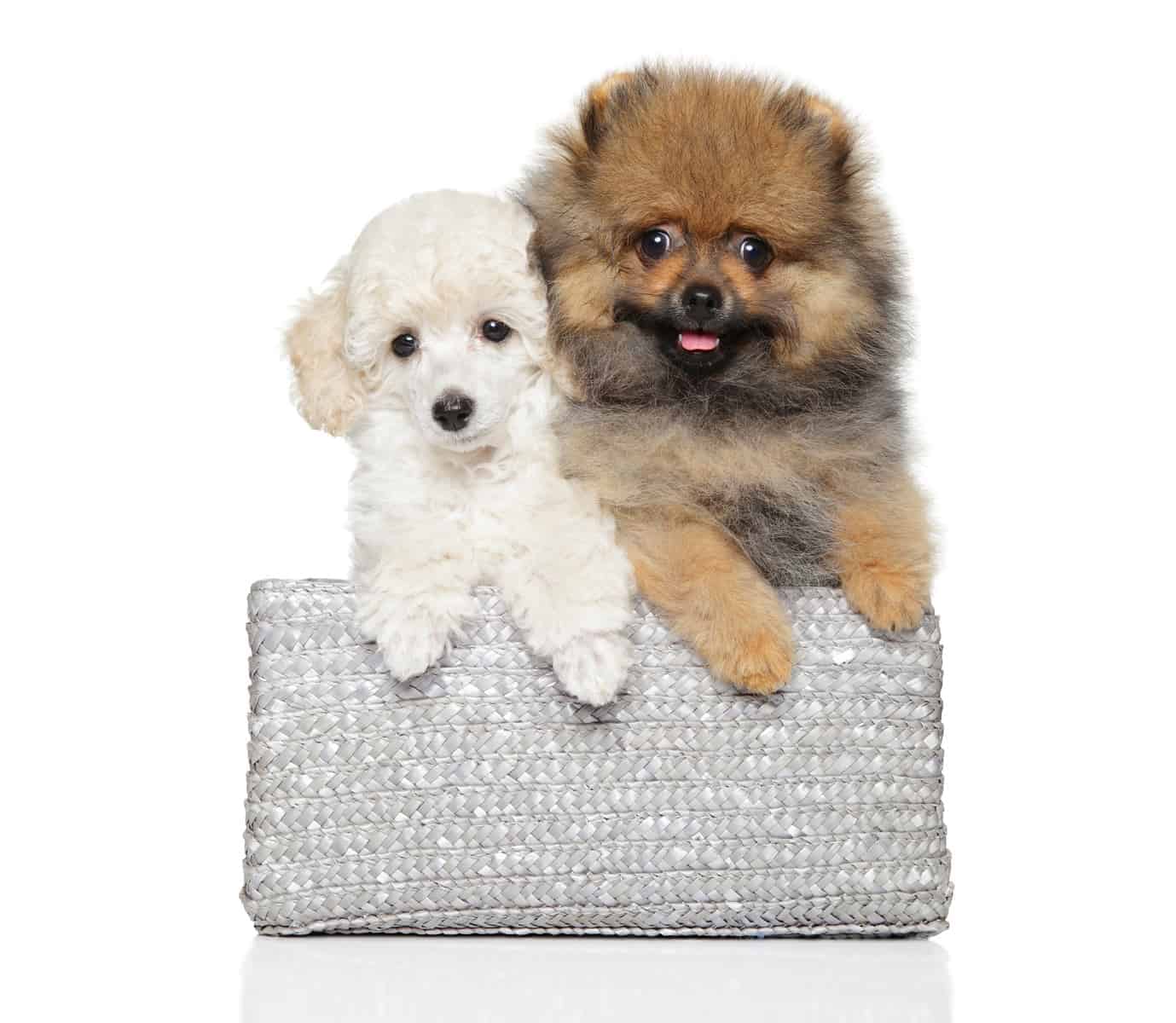 Toy Poodle and Pomeranian