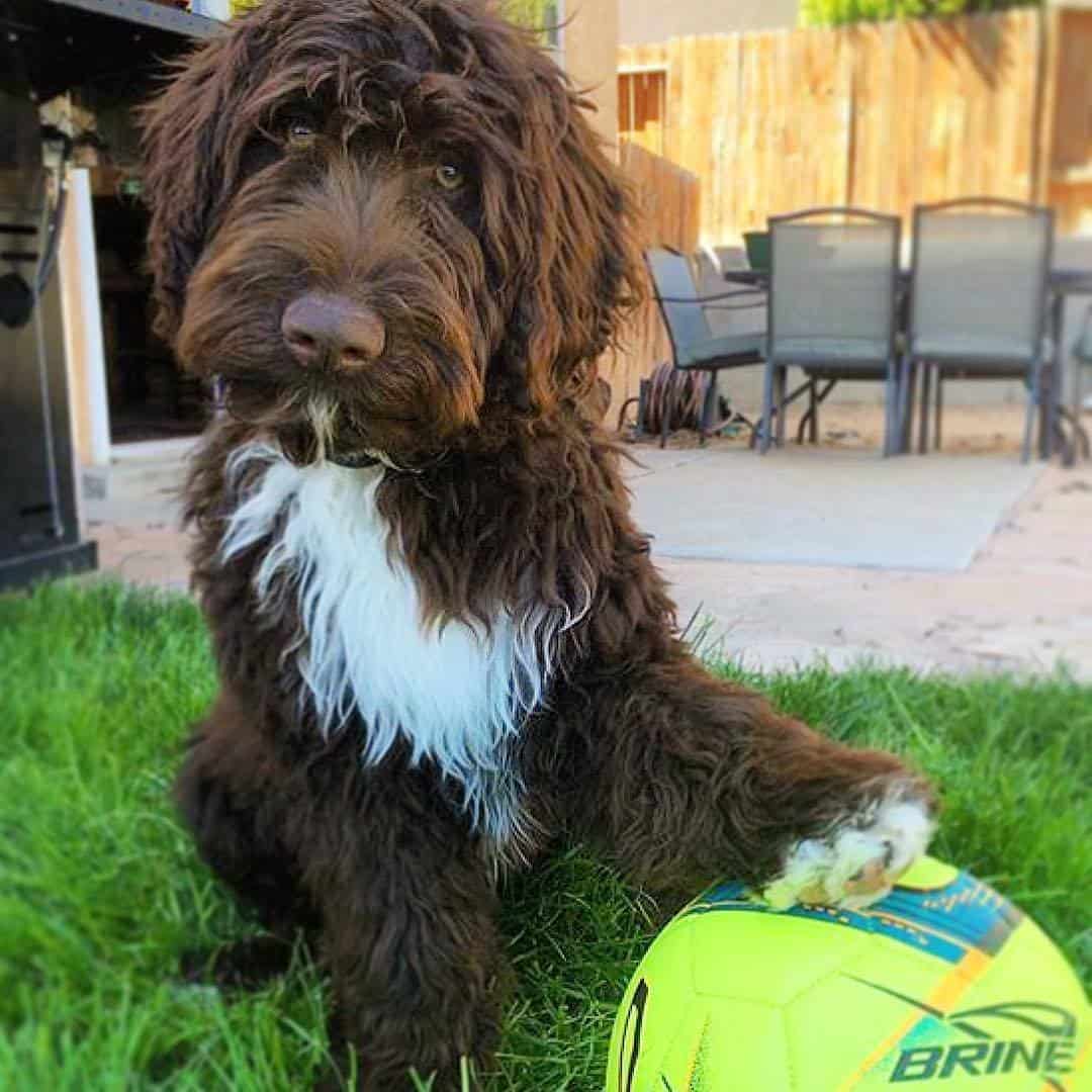 Portidoodle with a ball standing in the grass