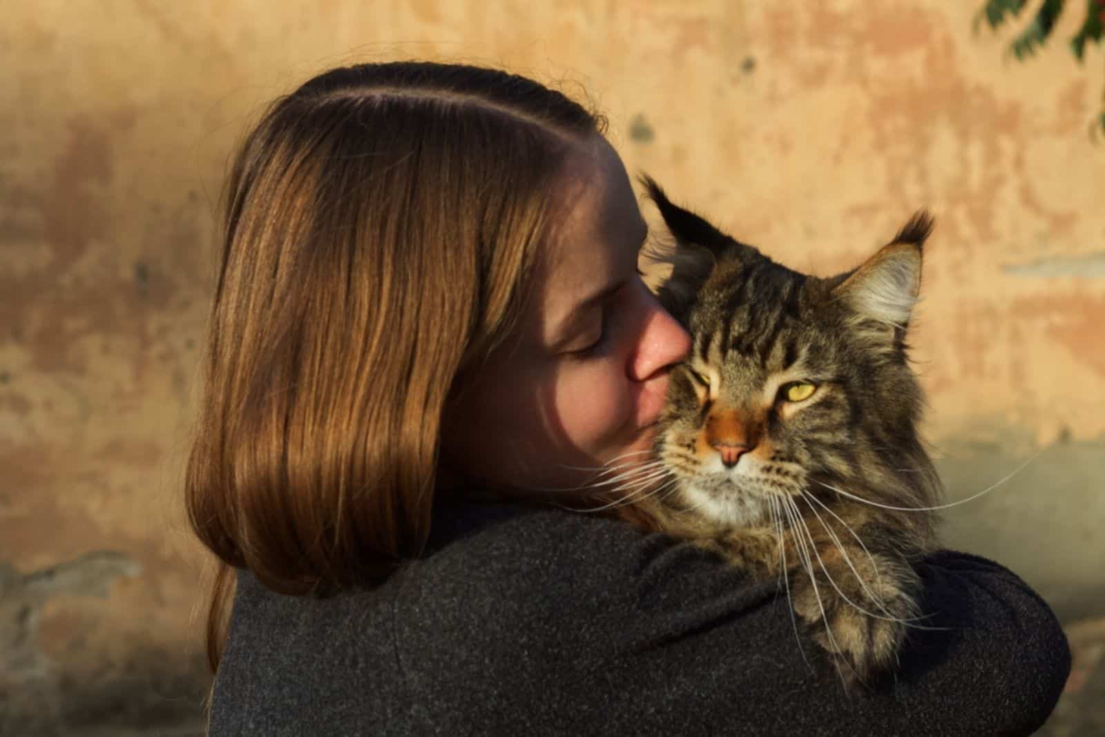 Portrait of a gray Maine Coon cat in the hands of the owner