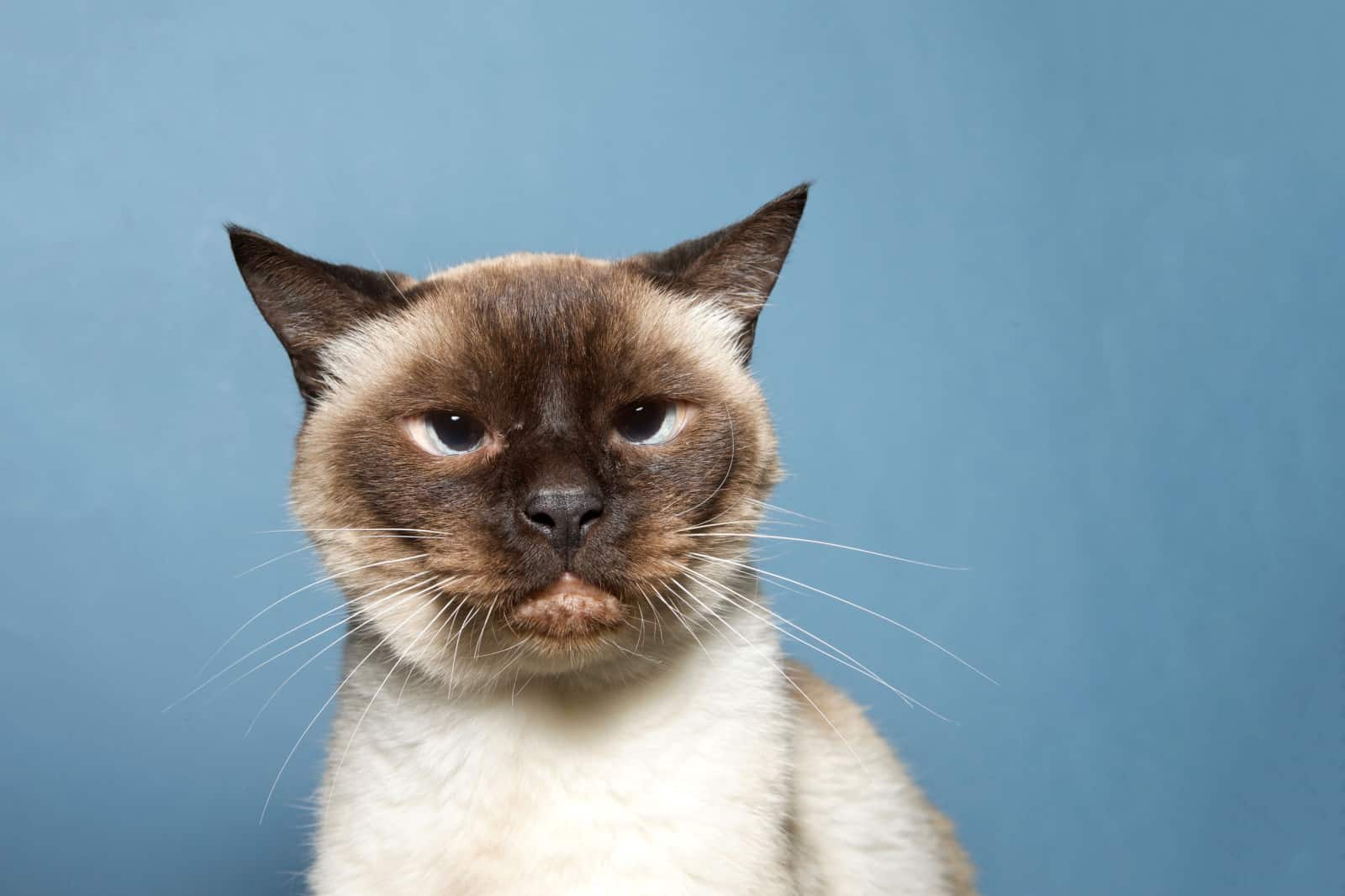 Portrait of a senior Siamese cat, 16 years old, grumpy looking