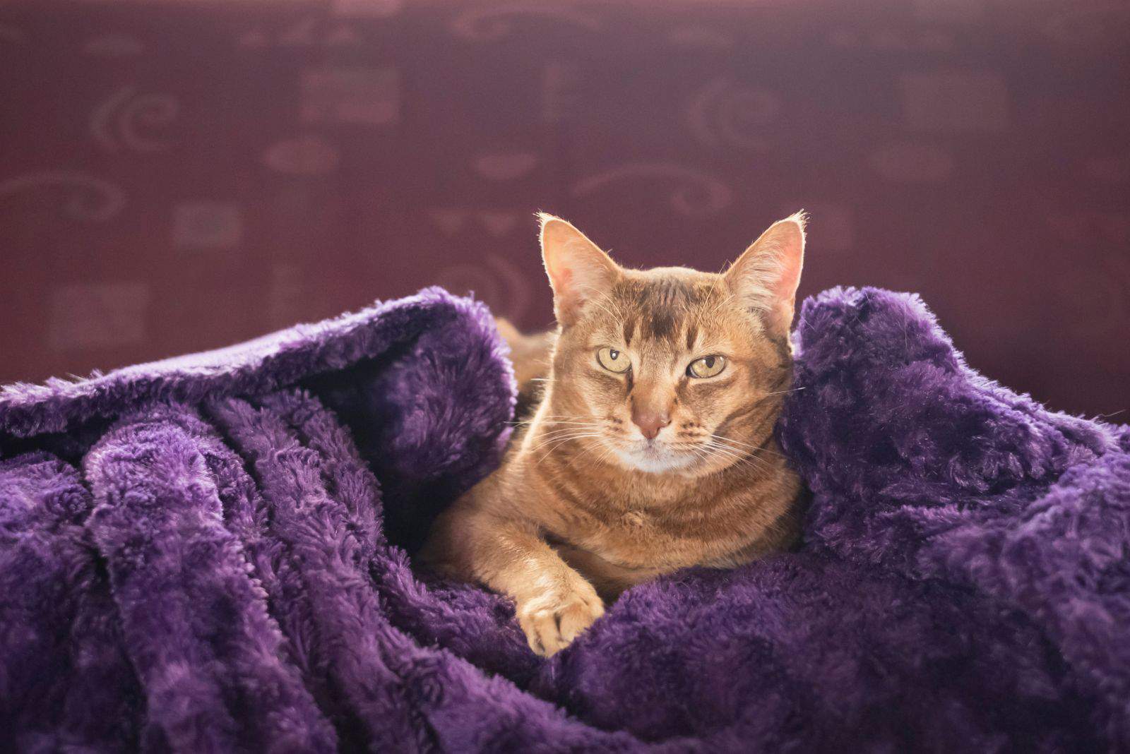 Portrait of an adult brown cat wrapped in a blanket lying on a couch