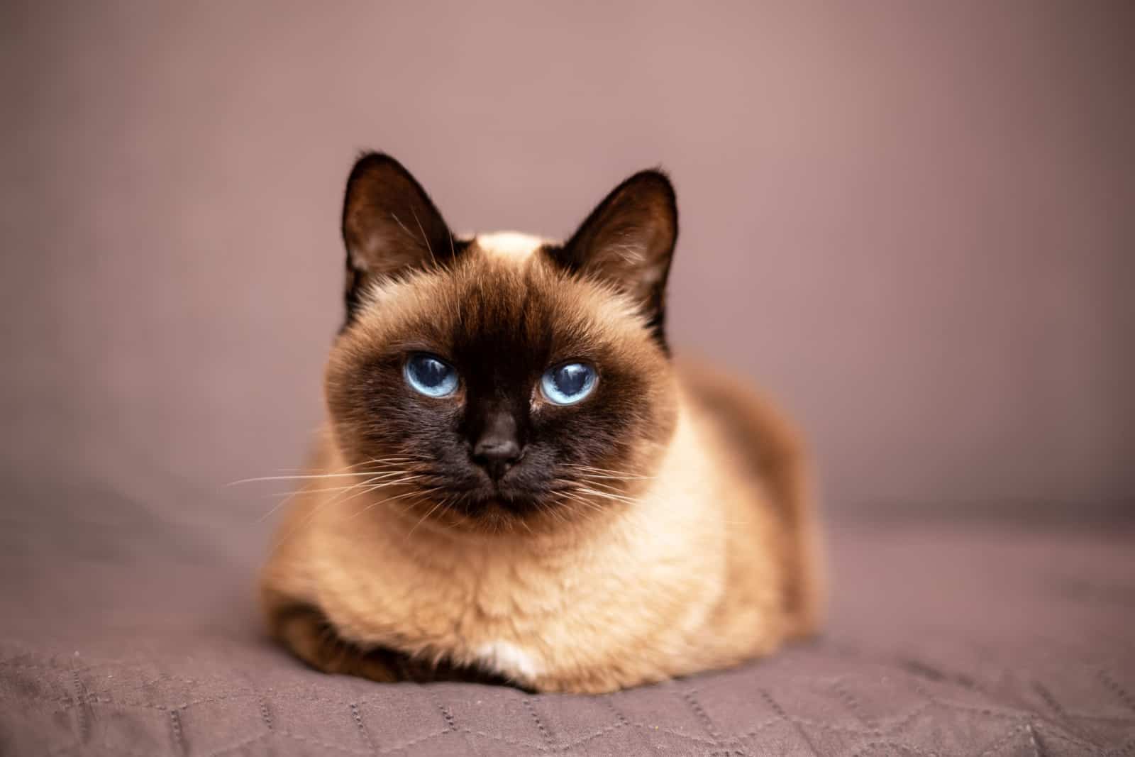 Portrait of the siamese cat over blurred brown background, a hypoallergenic breed