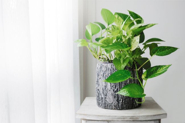 pothos plant small houseplant