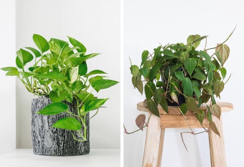 pothos vs philodendron