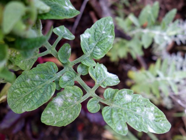 powdery mildew common houseplant diseases