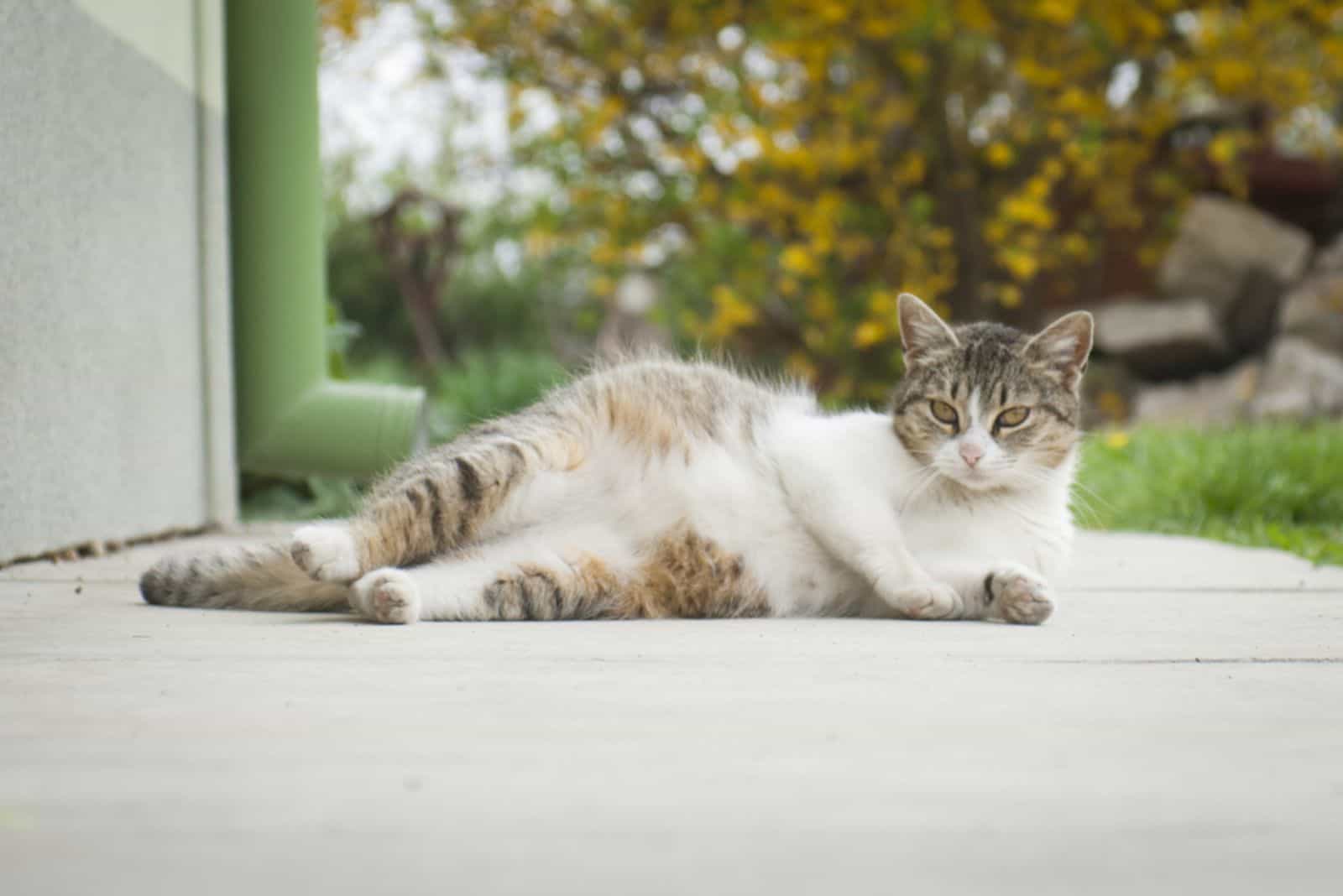 Pregnant cat lying outdoor with funny pose