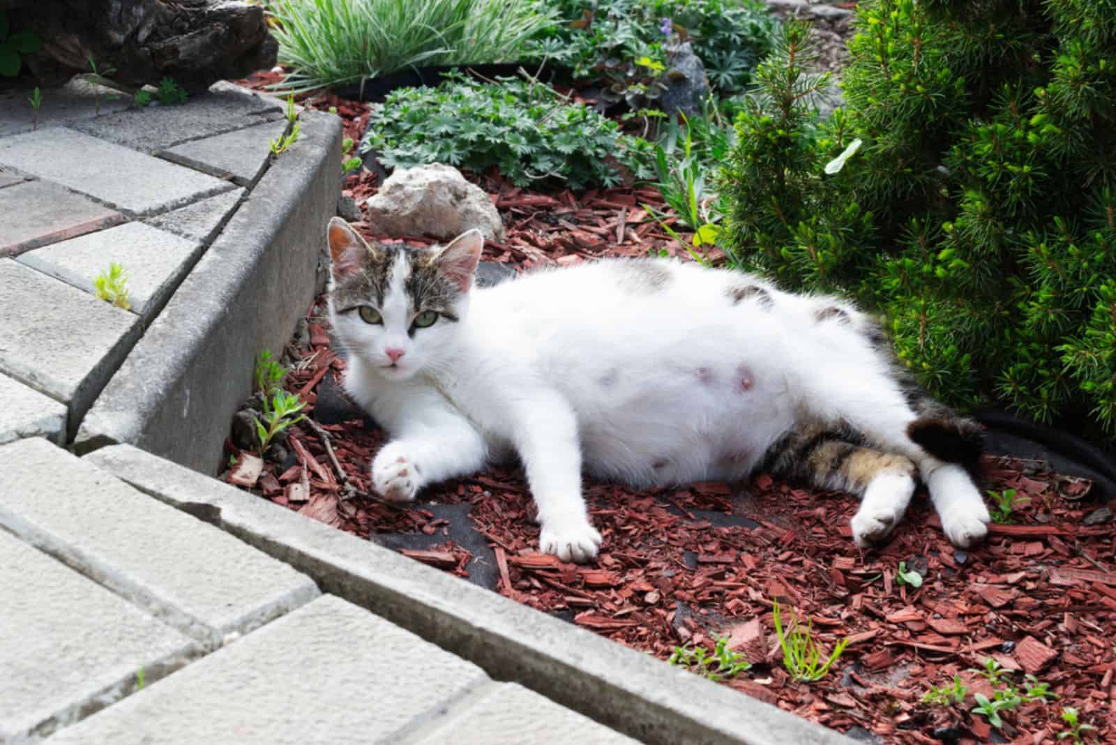 Pregnant cat sprawled on the Ground