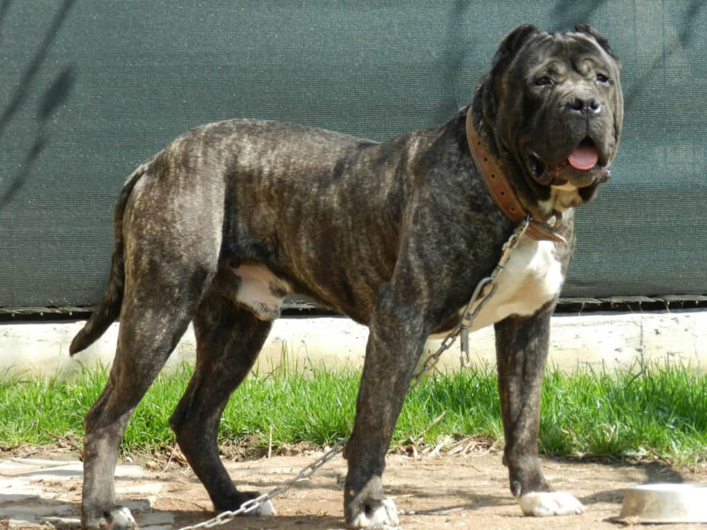 Presa Canario