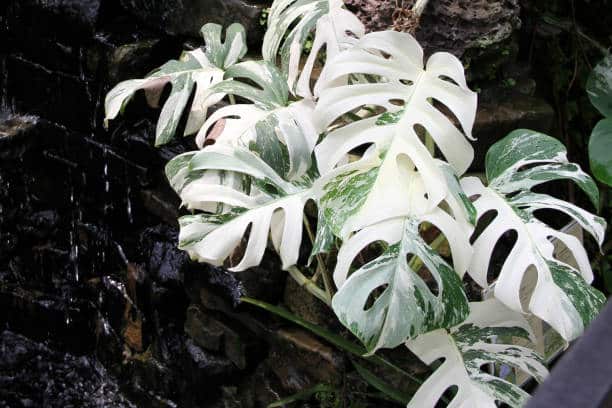 Propagating Monstera Albo