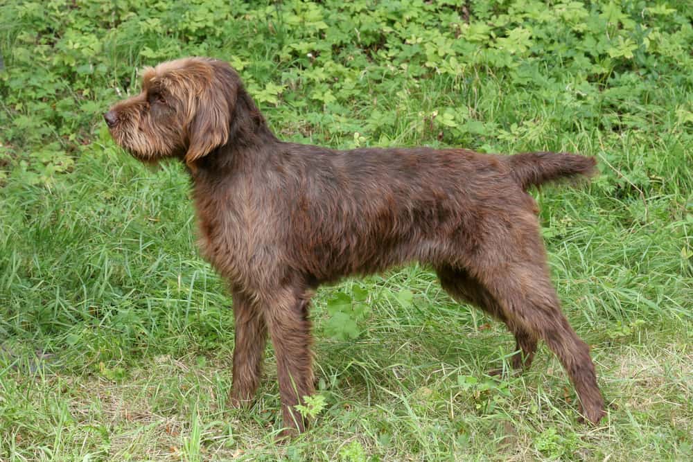 Full grown Pudelpointer standing outside. 