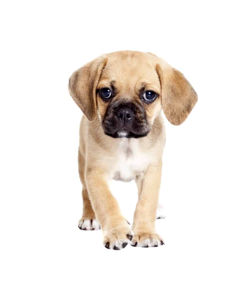 Cute Puggle puppy isolated on white background