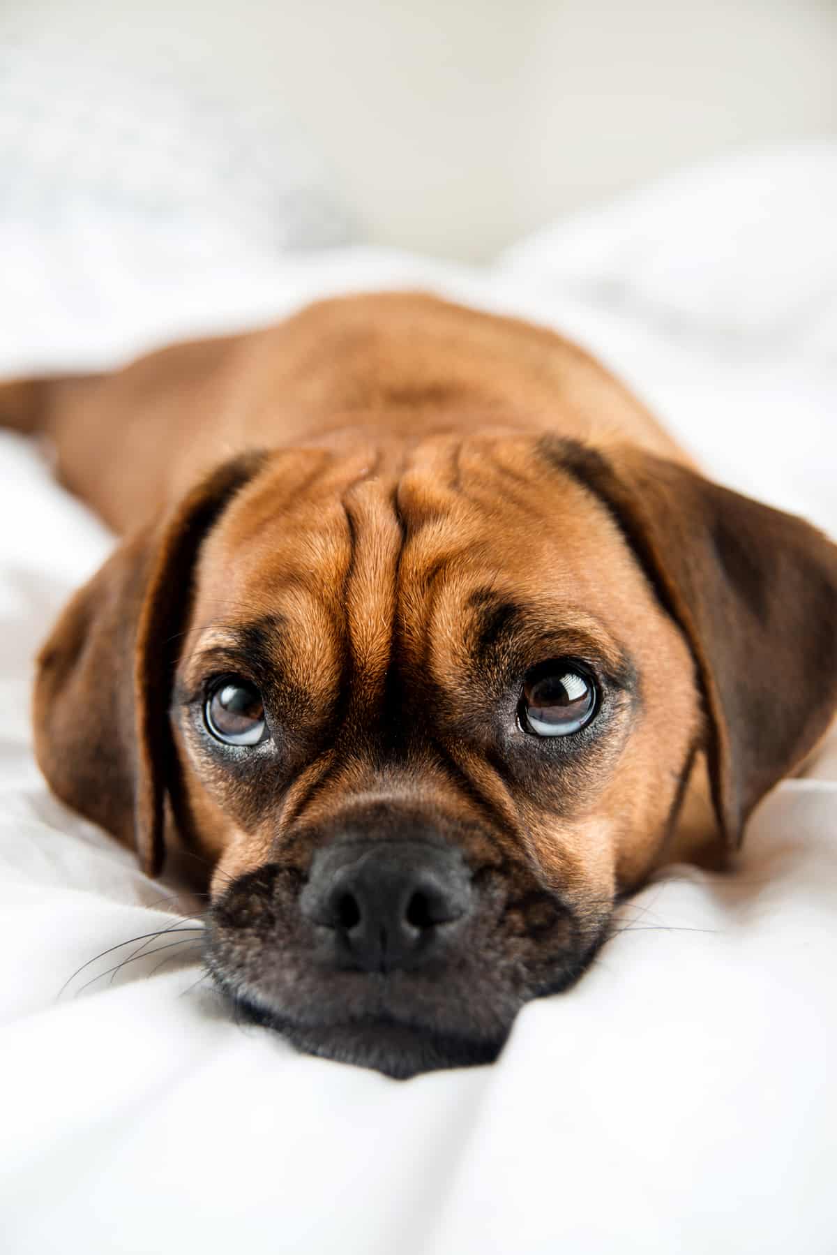 Puggle looking up at you on the bed