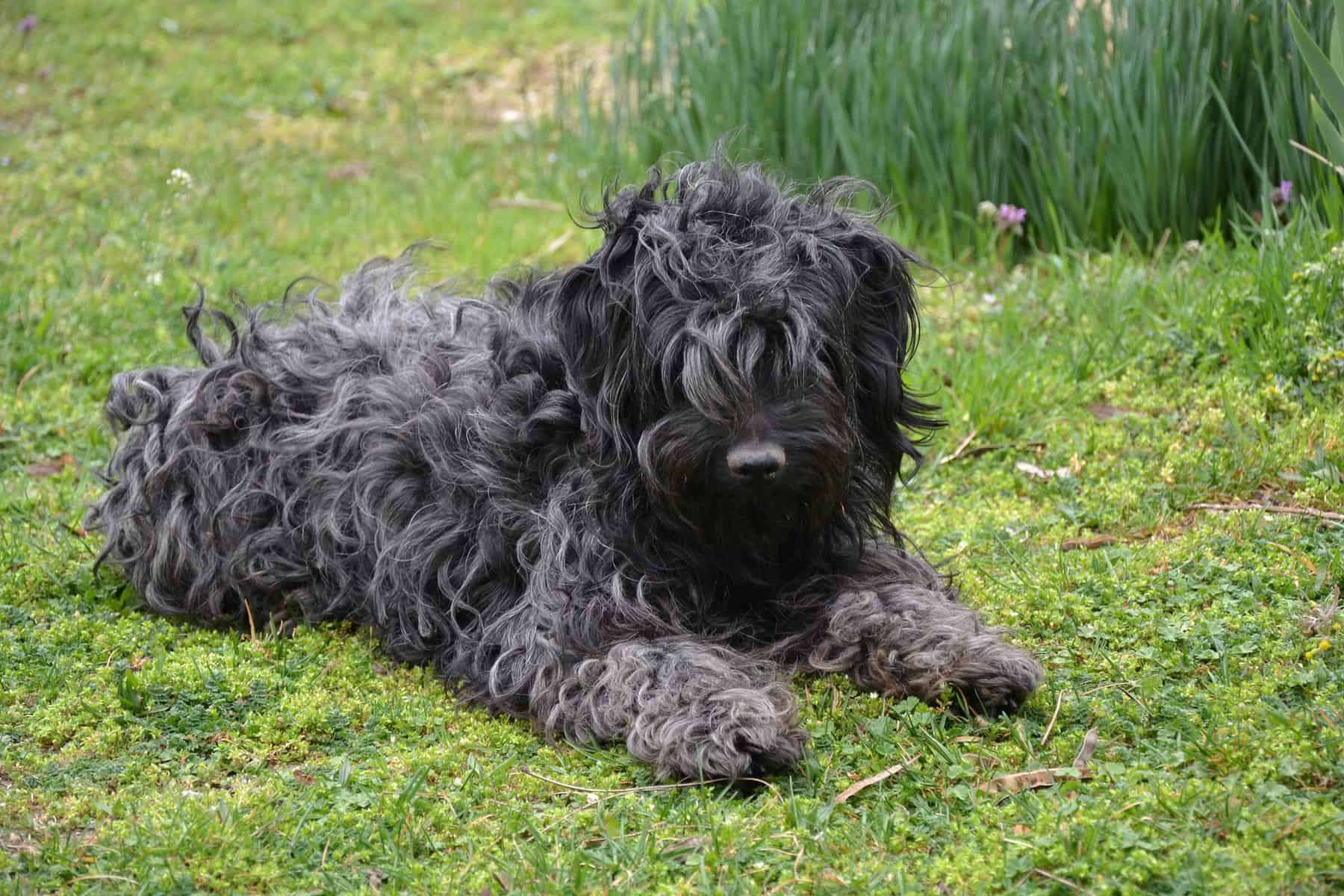 Puli with brushed coat laying on the grass