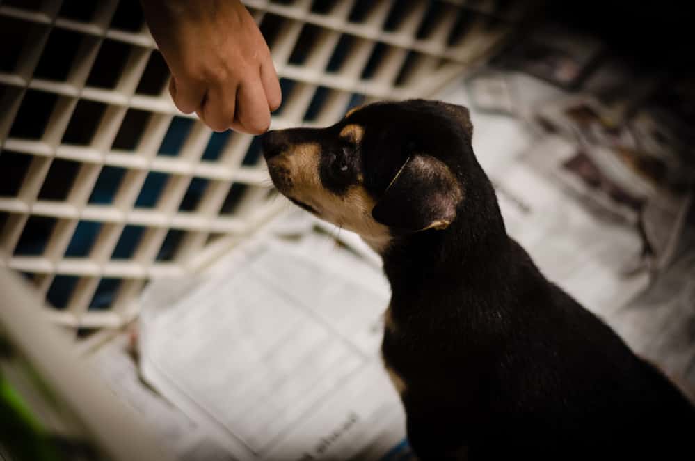 Puppy sniffs hand in puppy playpen