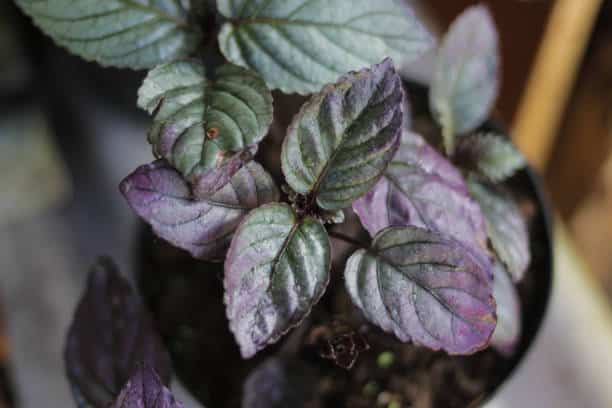 Purple Waffle Plant