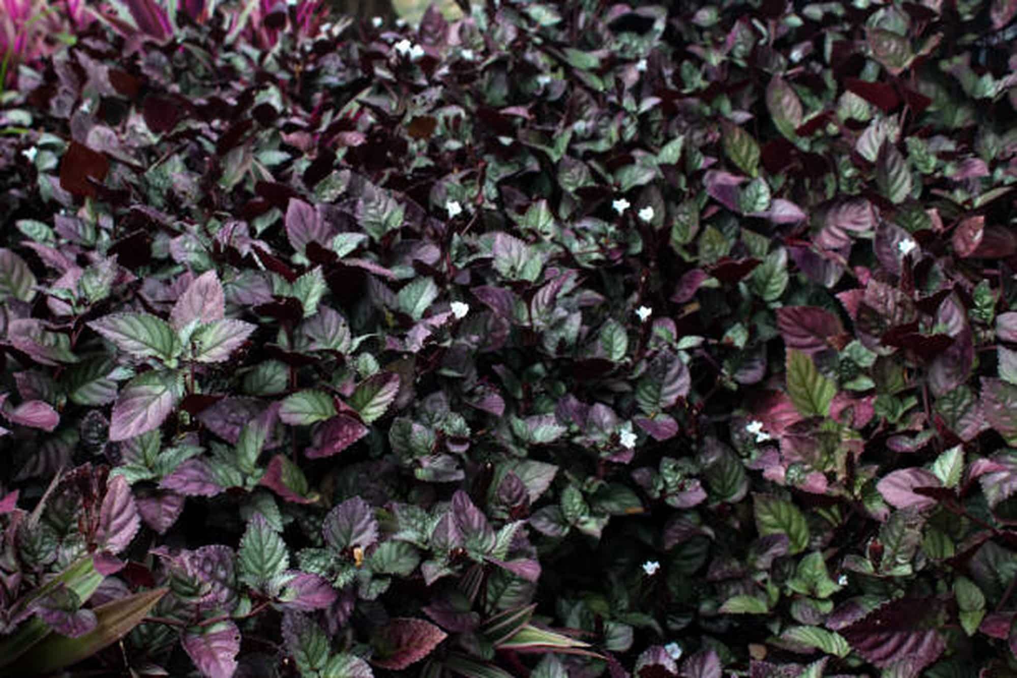 Purple Waffle Plant