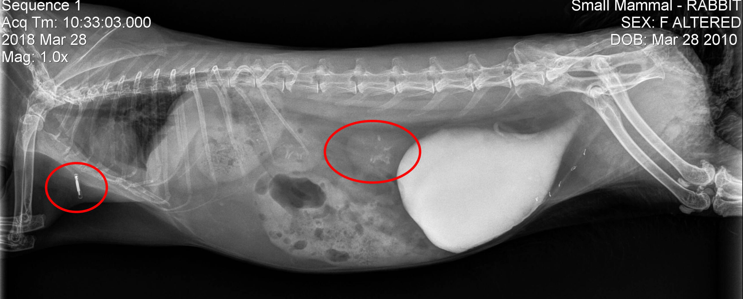 microchip that has moved after being implanted