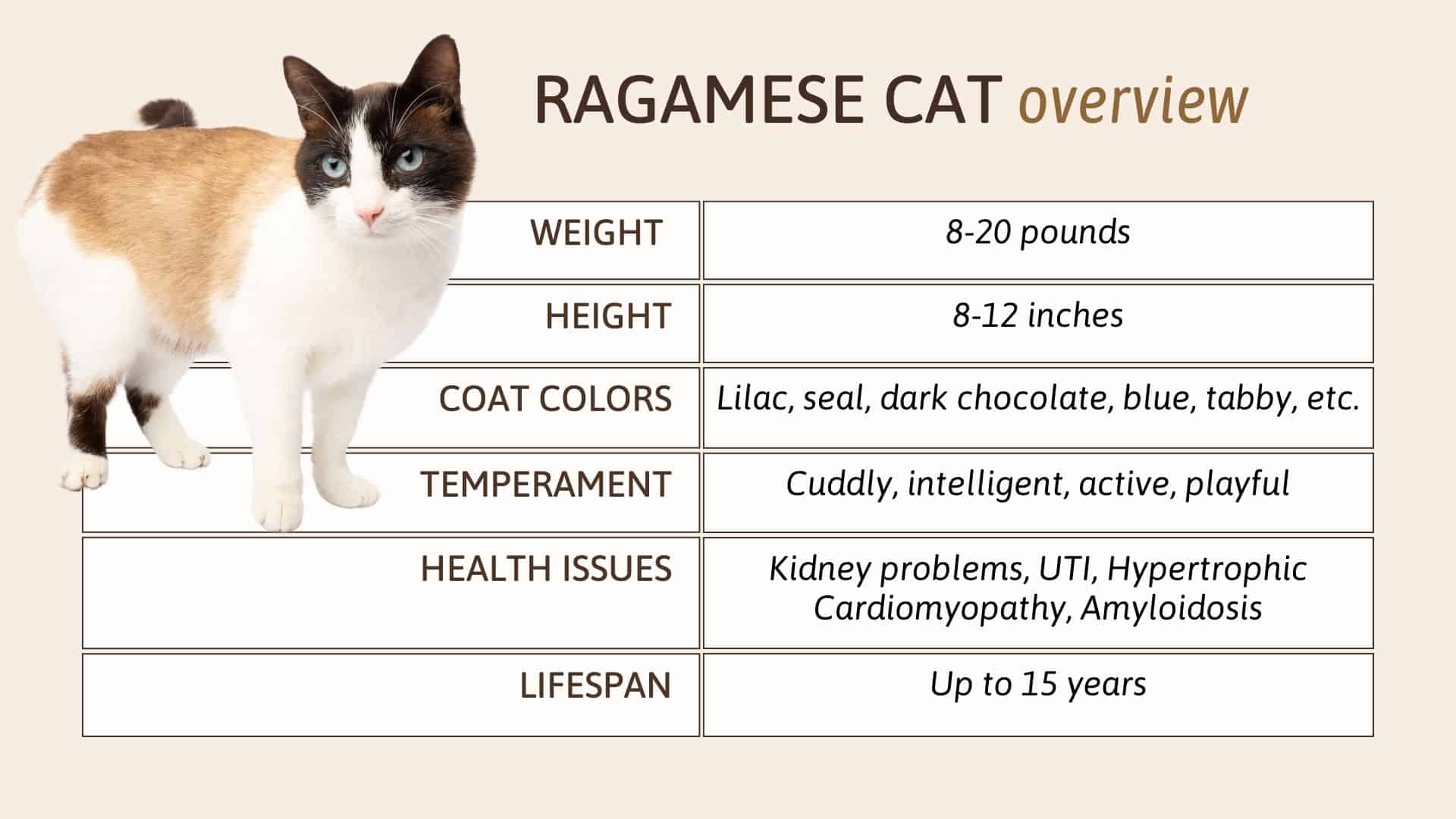 Ragamese Cat Characteristics