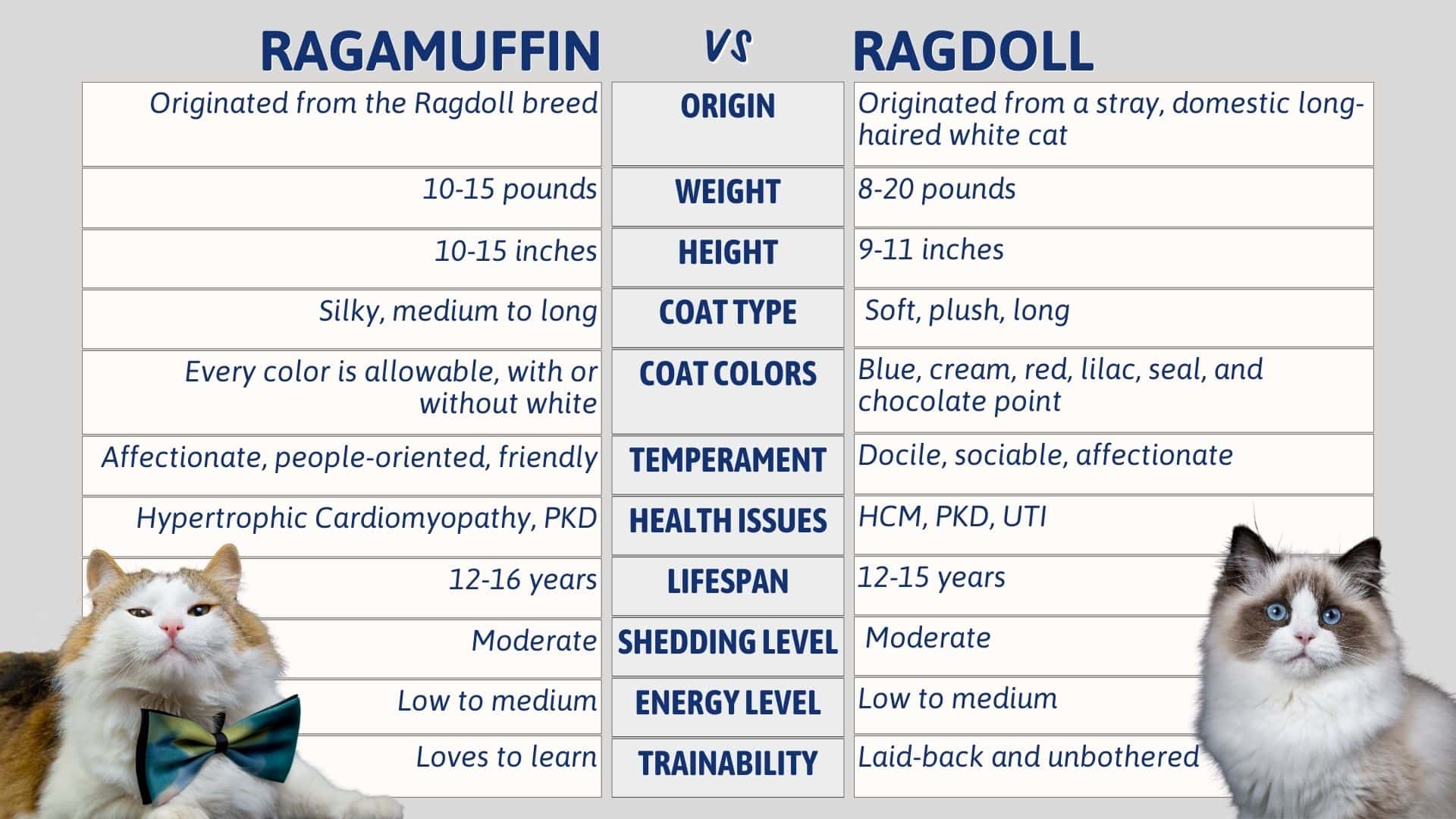 ragmuffin vs ragdoll