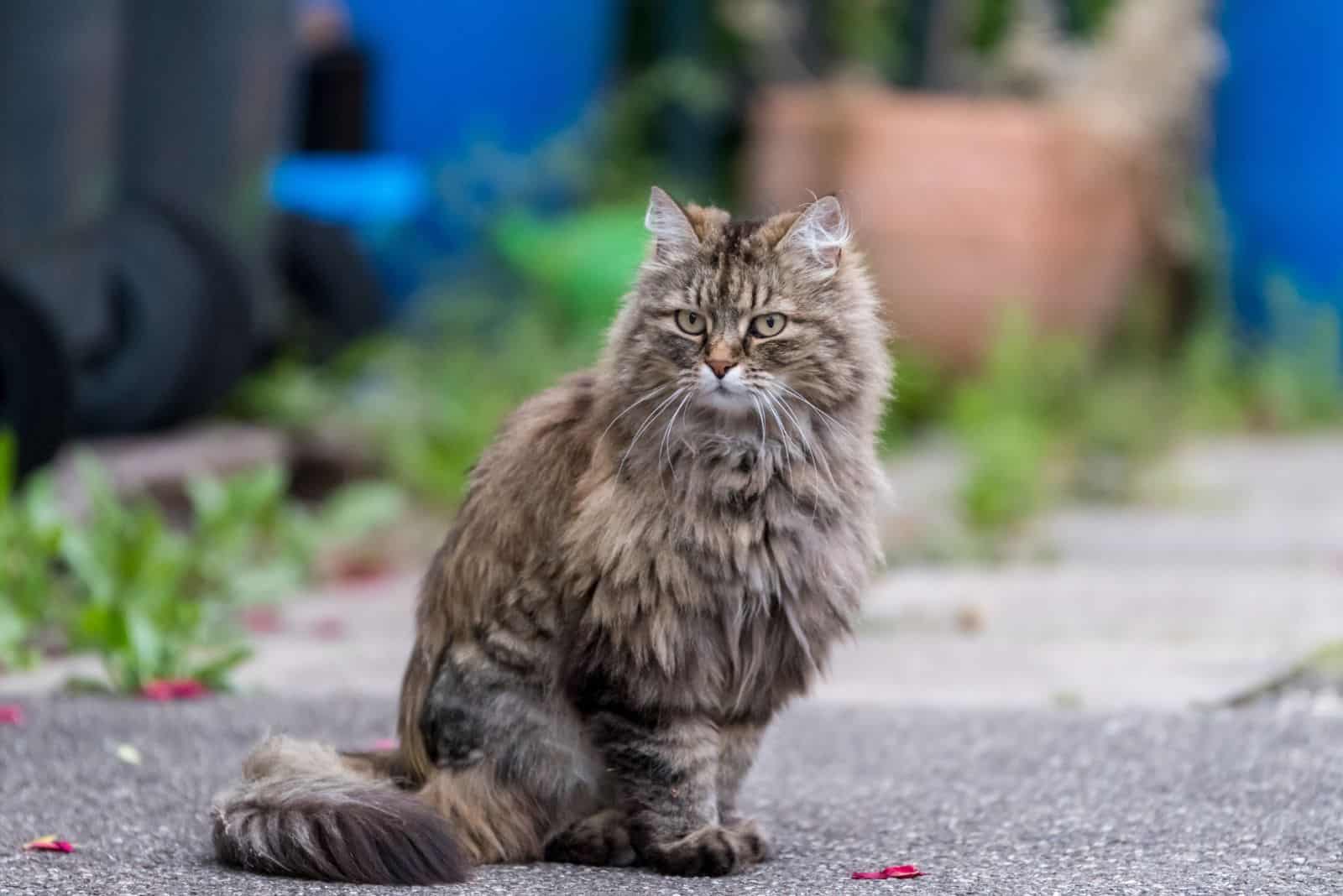 Ragamuffin cat sits on the pavement and looks around