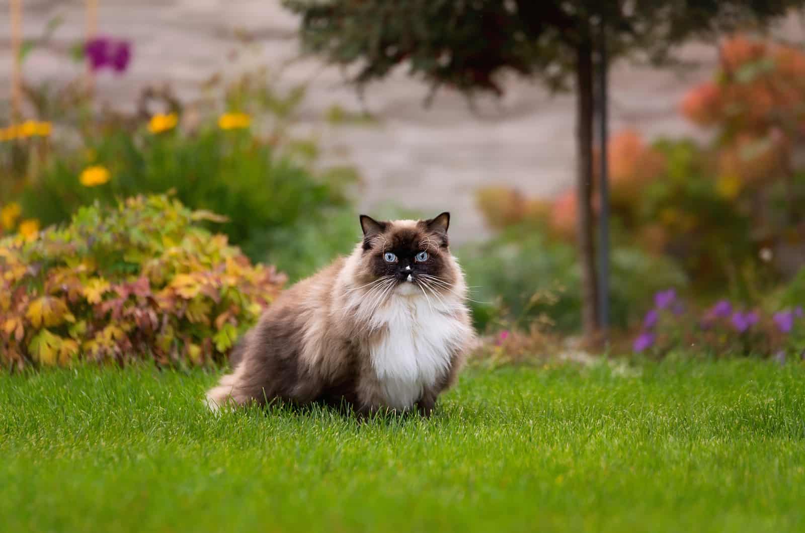 Ragdoll Cat sitting on grass