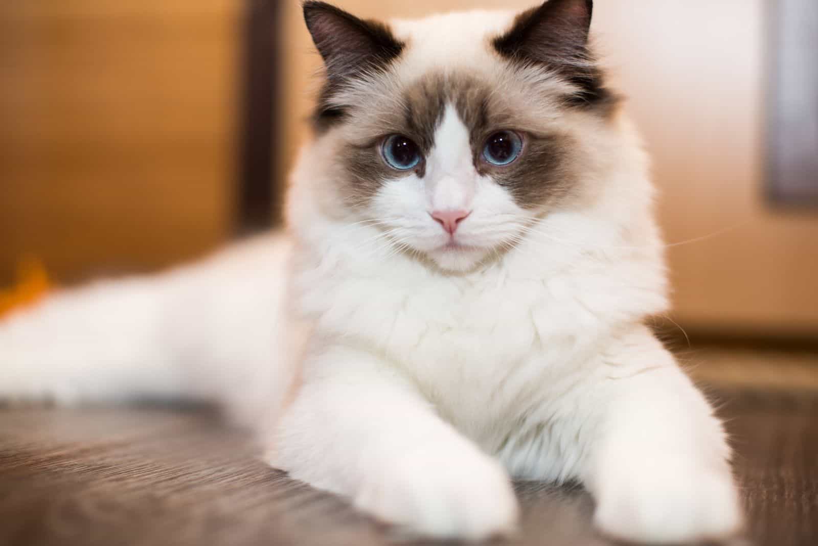 Ragdoll Cat is lying on a wooden base