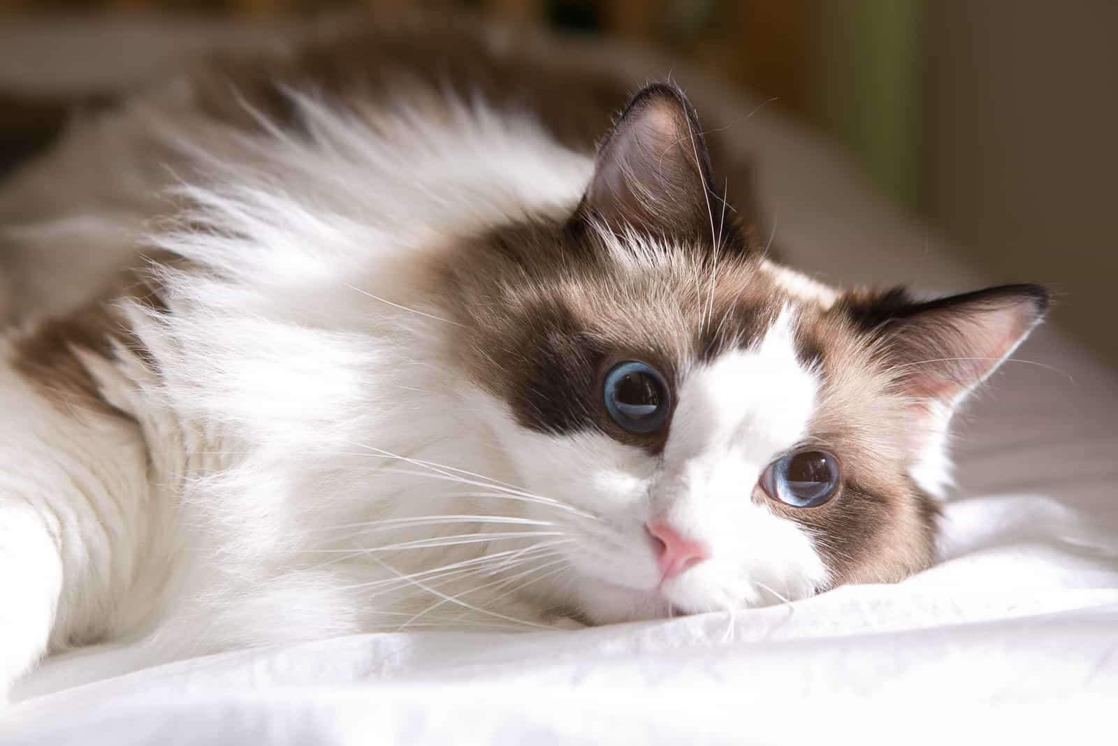 Ragdoll Cat lying