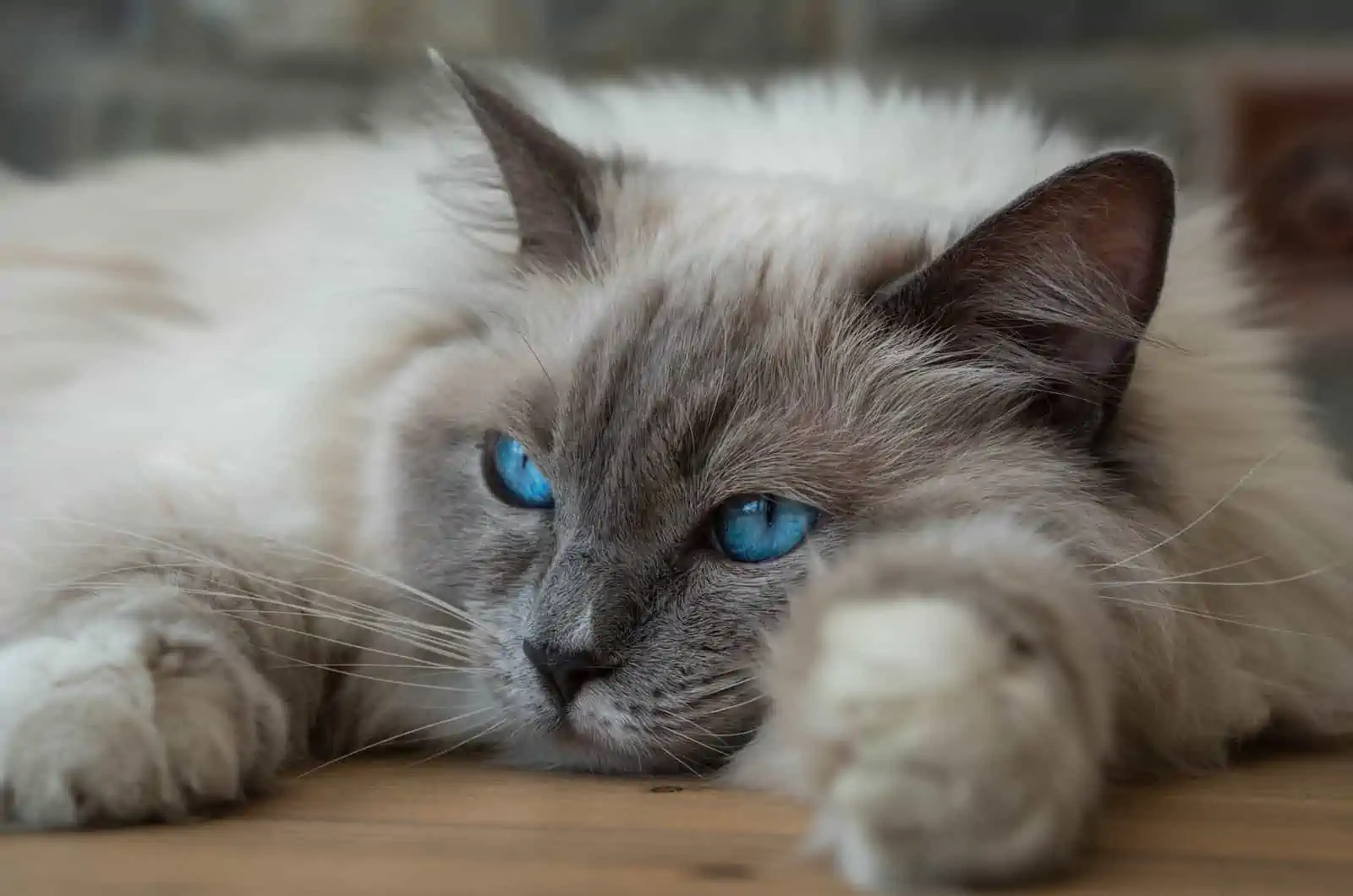 ragdoll cat resting