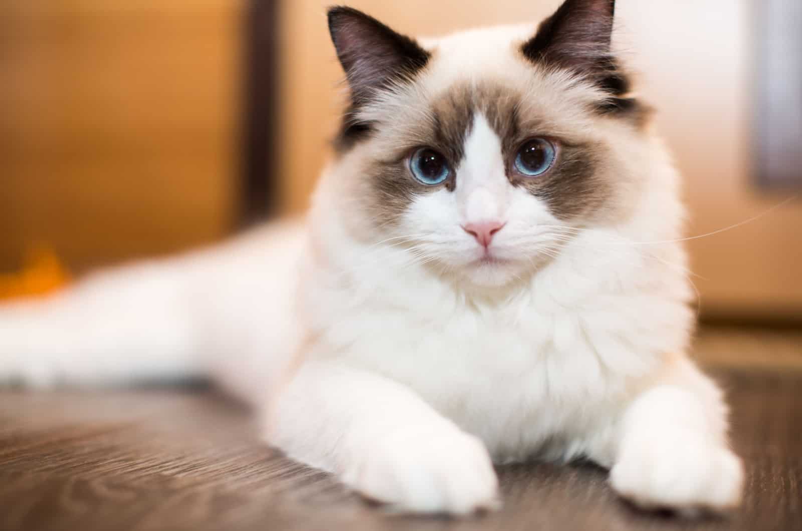 Ragdoll cat