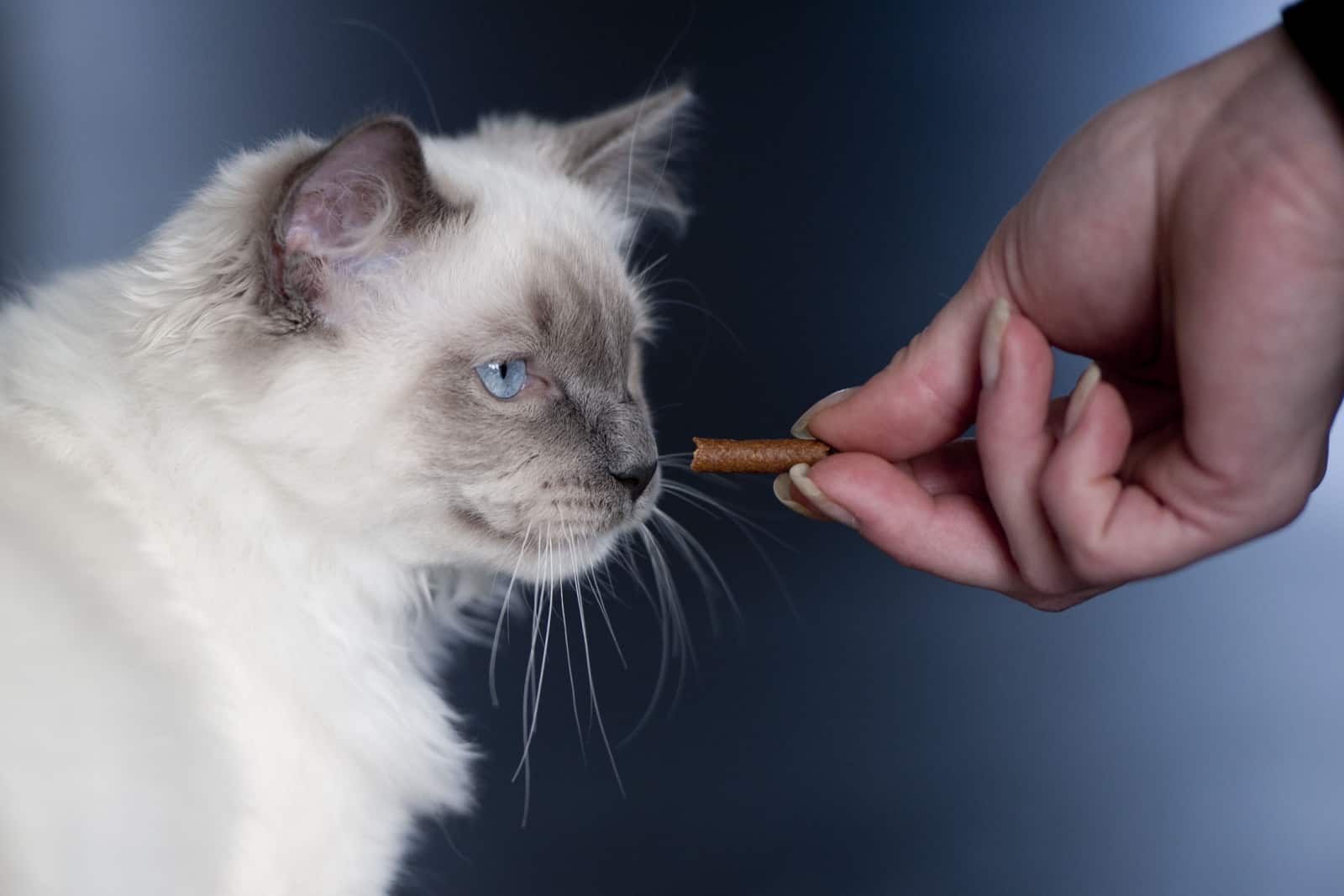 Ragdoll cat gets candy from his owner