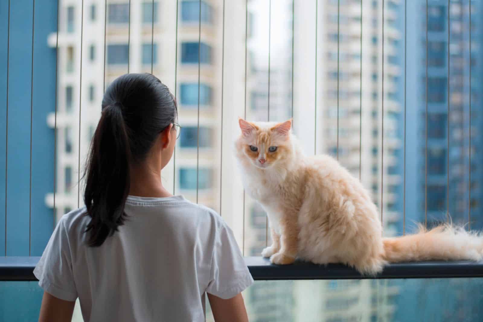 Ragdoll cat stay with woman on balcony 