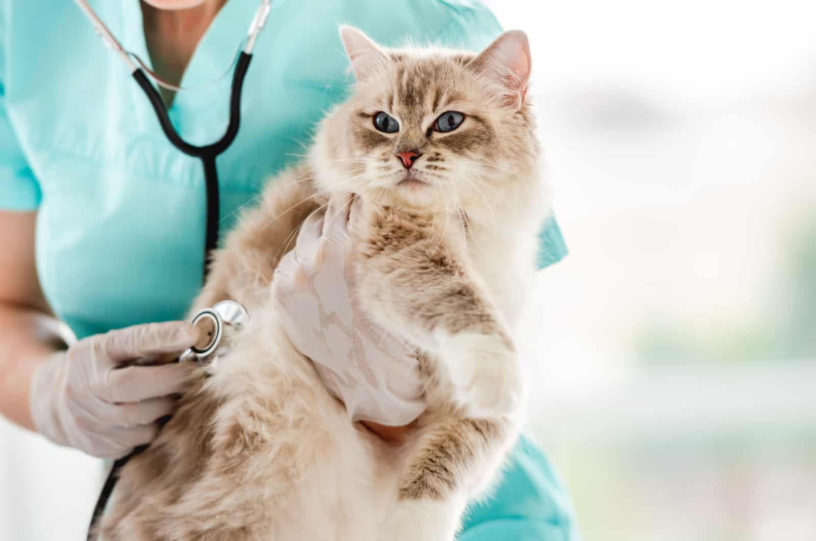 Ragdoll cat with vet