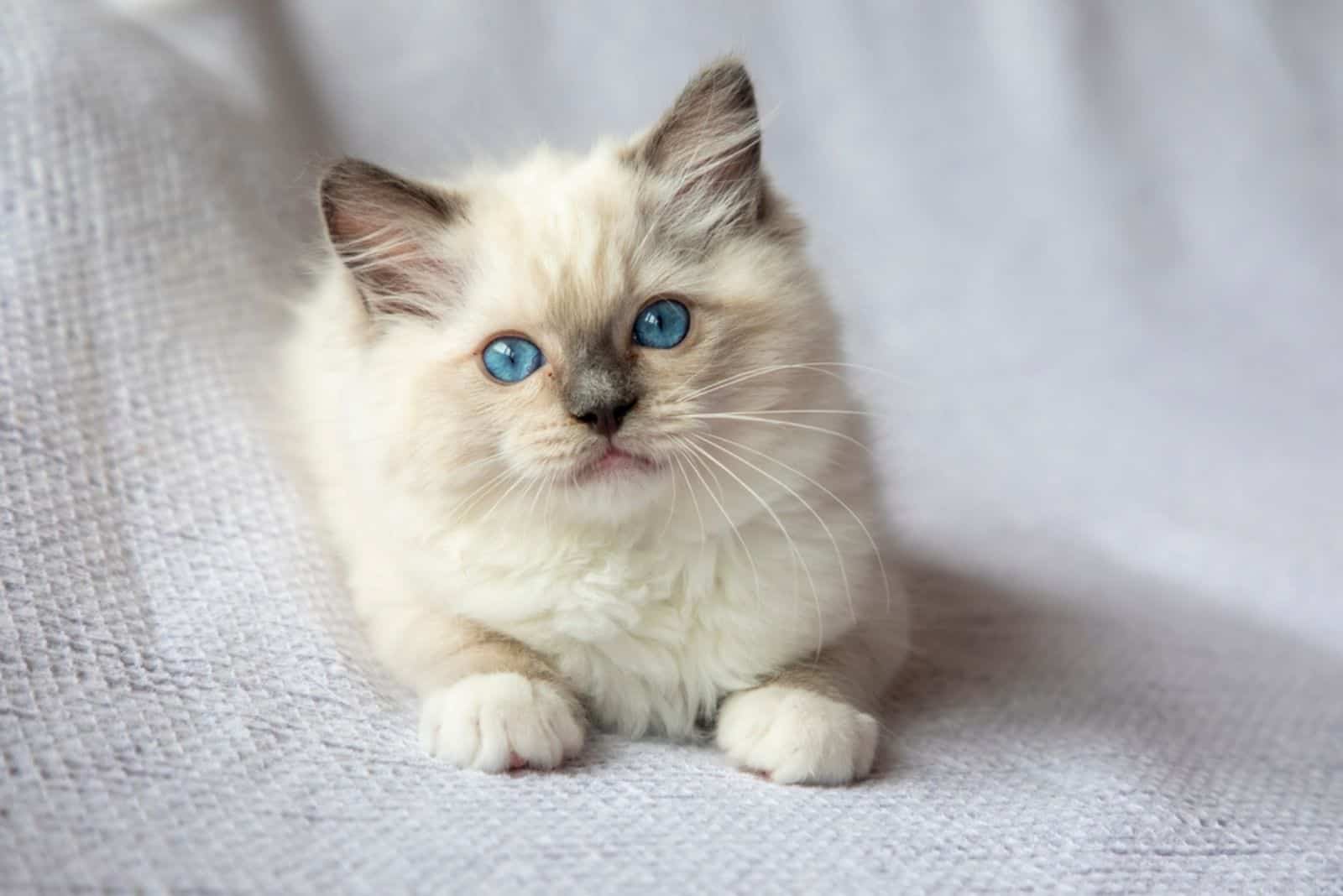 Ragdoll kitten