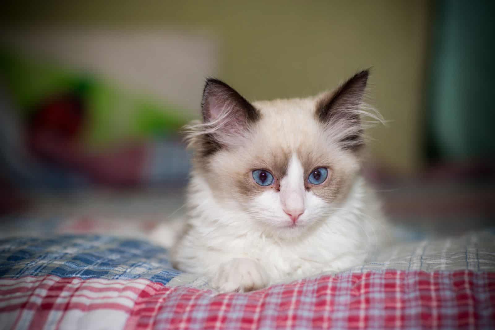 Ragdoll kitten at home