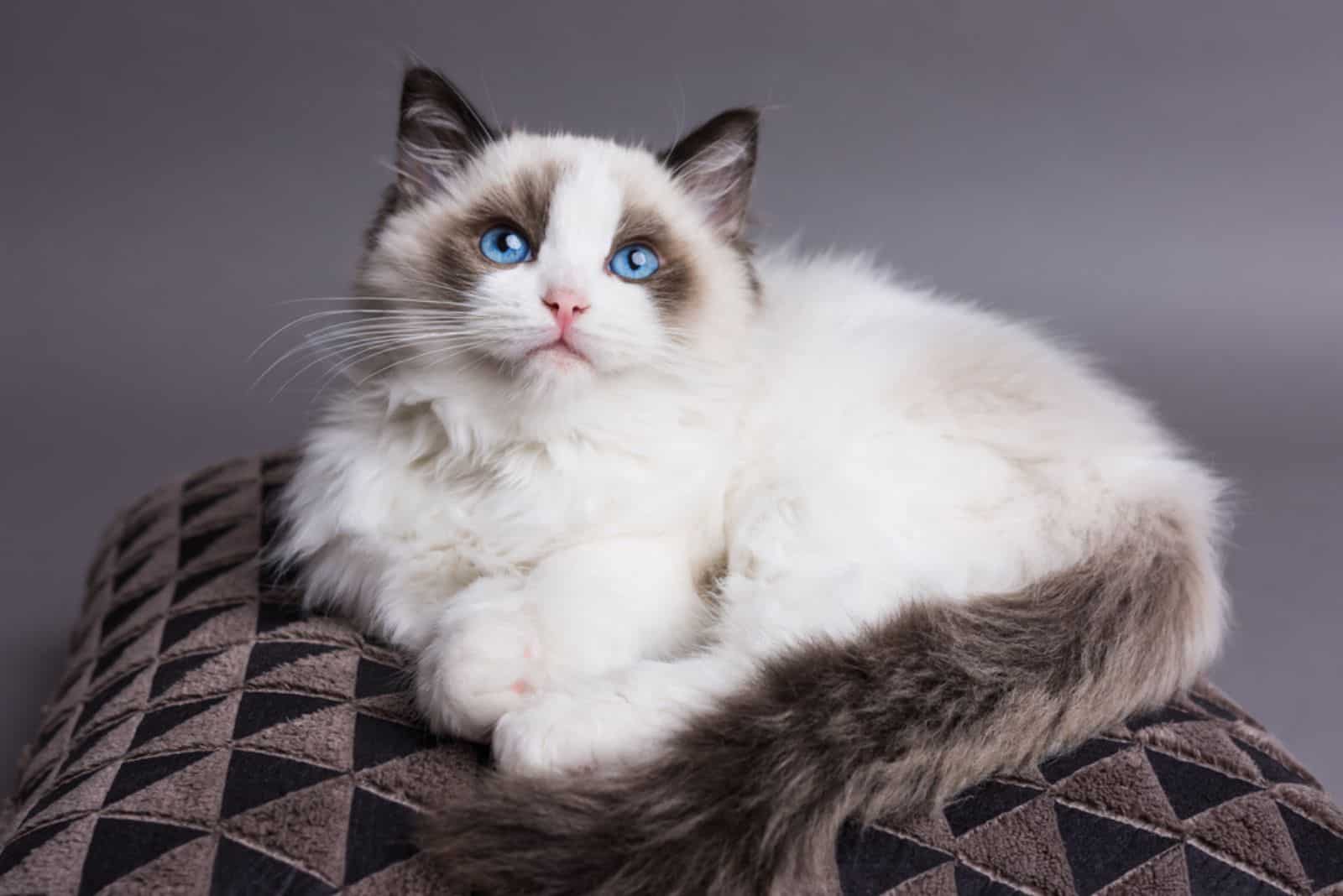 Ragdoll kitten on a pillow looking up