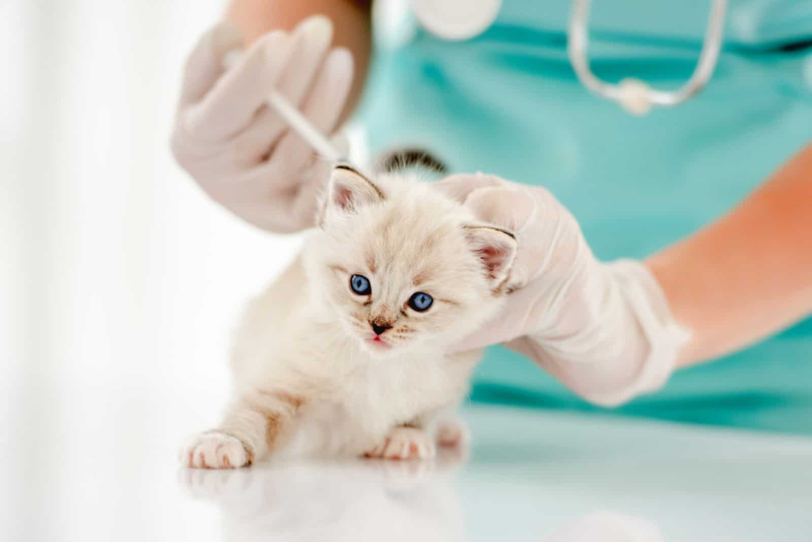 Ragdoll kittens on vaccination at the vet