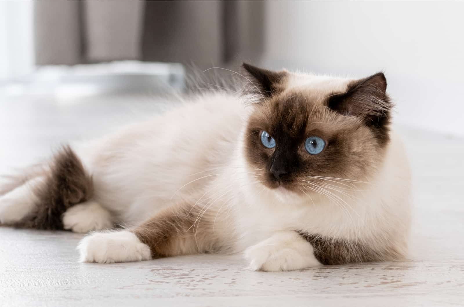 Ragdoll lying on floor