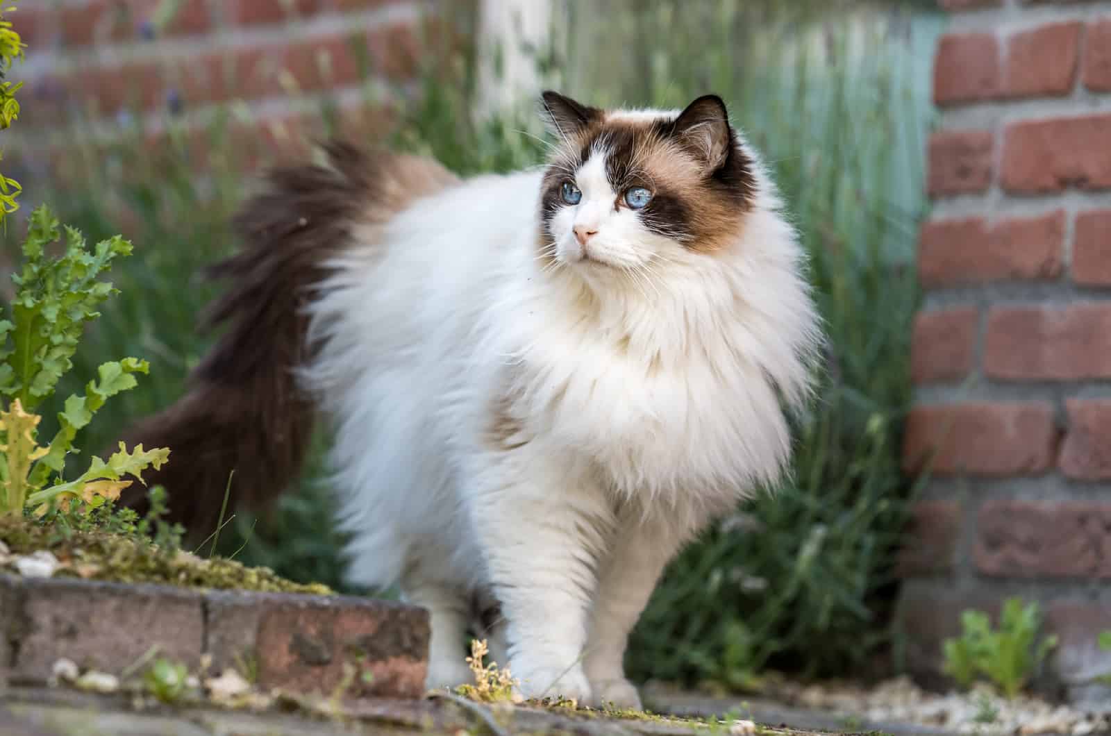 Ragdoll standing outside