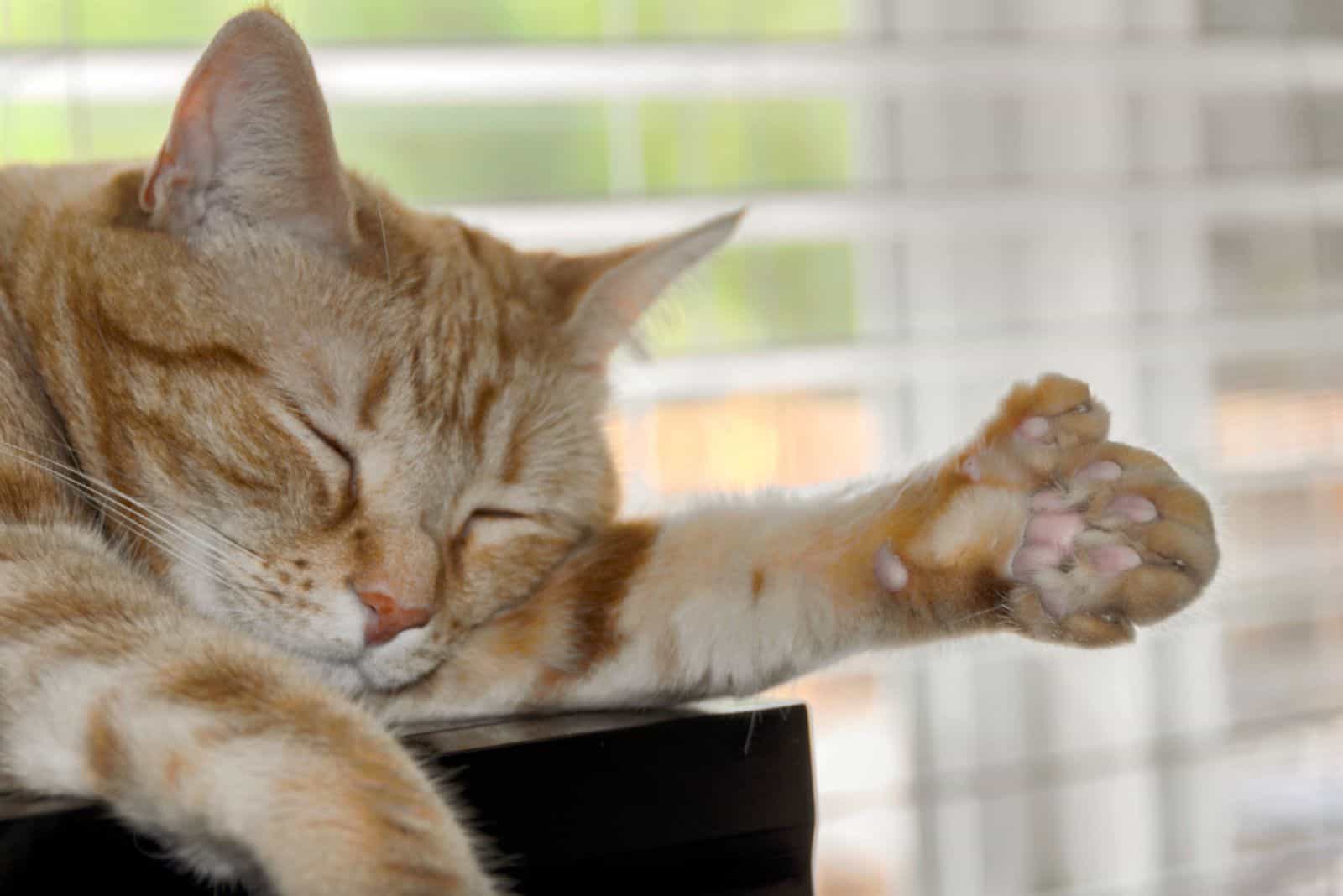 Rare polydactyl orange cat showing large paw with extra toes.