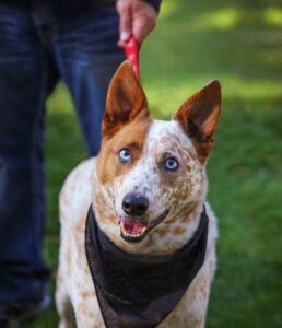 a cute red cattle dog with blue eyes in the grass at a park during summer with a leash and a bandana on toned with a retro vintage instagram filter app or action effect