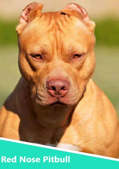 Red Nose Pitbull