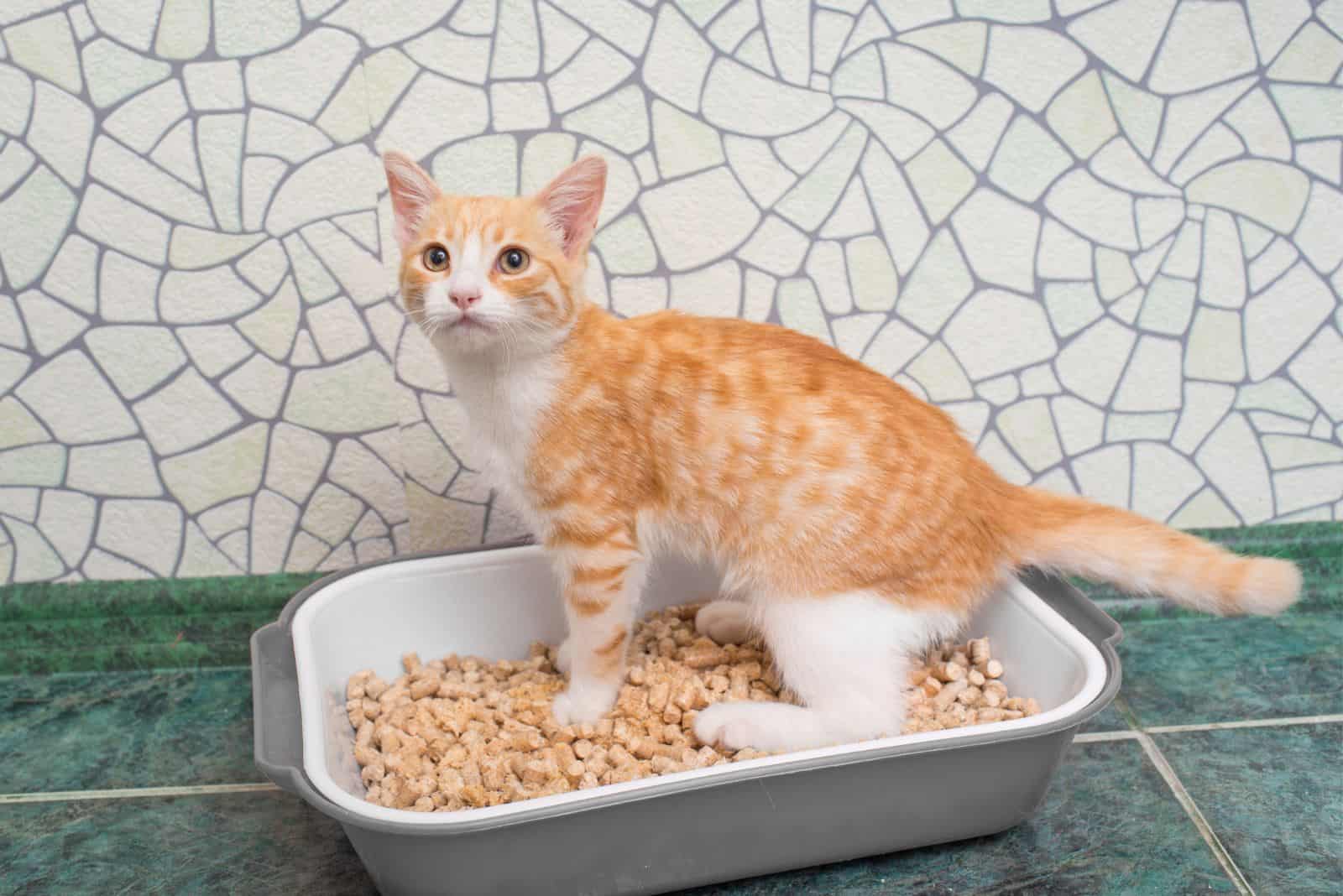 Red-haired cat poops in the cat box