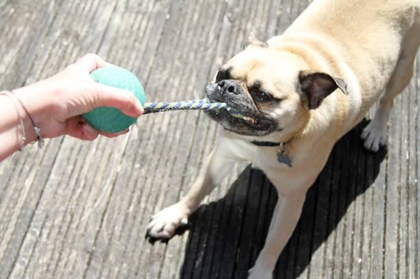 Retro Pug Playing